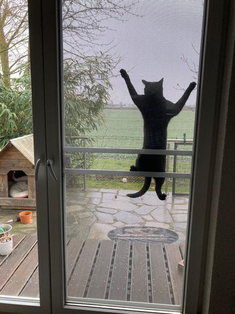 Siegel Flyscreens die fliegende Katze